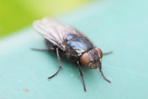 Protophormia terraenovae