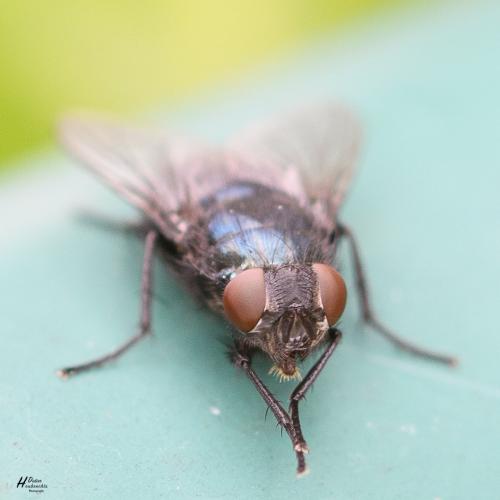 Réf. 287 674 : Protophormia terraenovae
