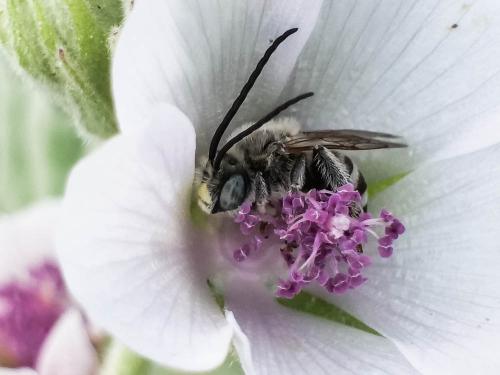 Tetraloniella nana