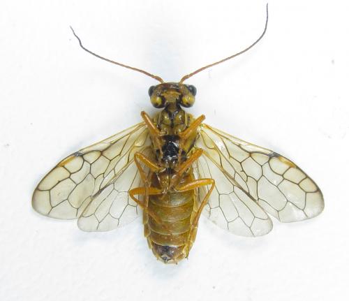 Réf. 287 414 : Cephalcia pallidula