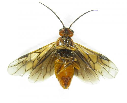 Hemichroa crocea