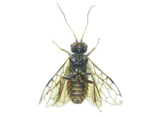 Cephalcia alashanica
