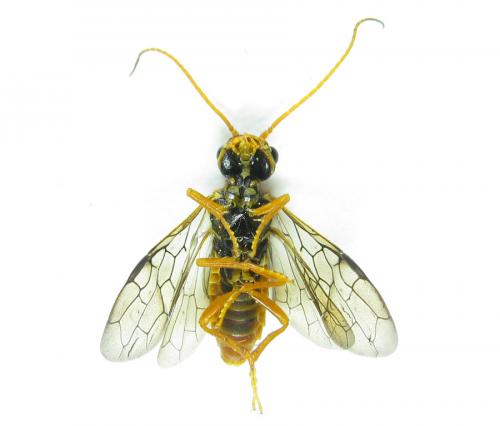 Cephalcia alashanica