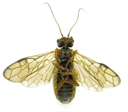 Réf. 287 828 : Cephalcia arvensis