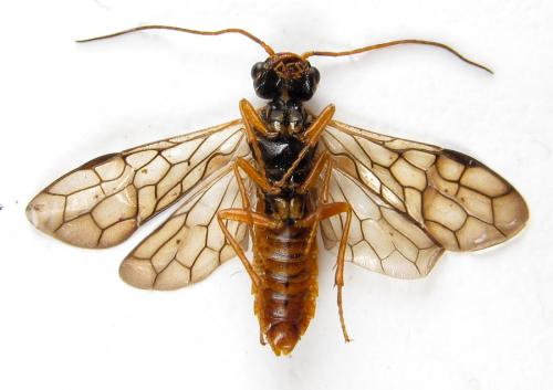 Réf. 287 844 : Cephalcia arvensis