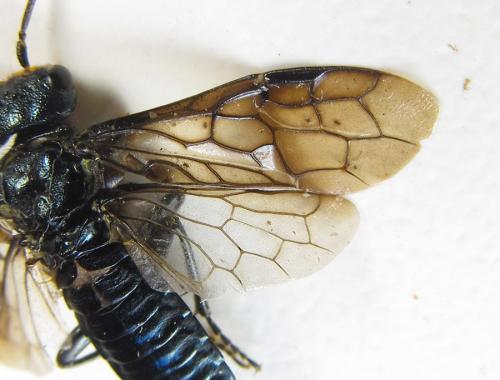 Réf. 287 428 : Acantholyda erythrocephala