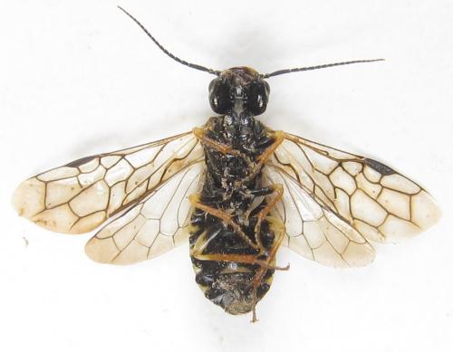 Neurotoma nemoralis