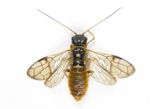 Cephalcia abietis