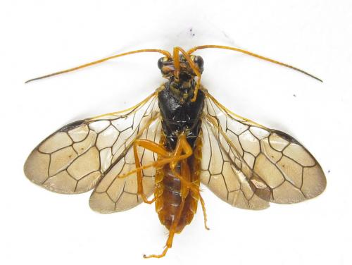 Cephalcia abietis