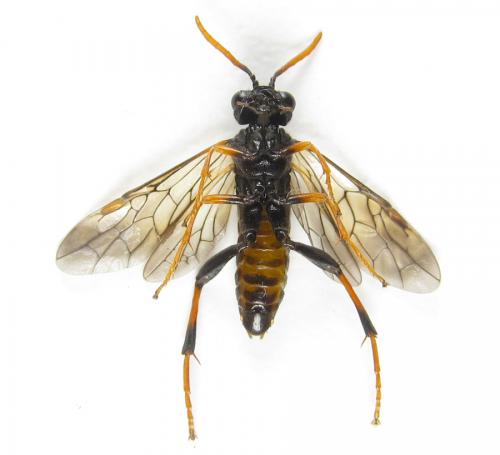 Siobla sturmii