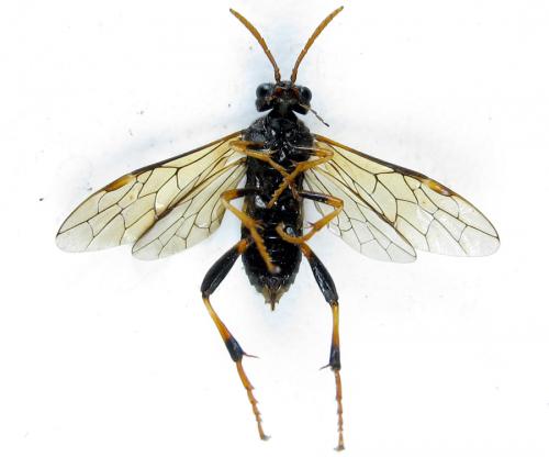 Siobla sturmii