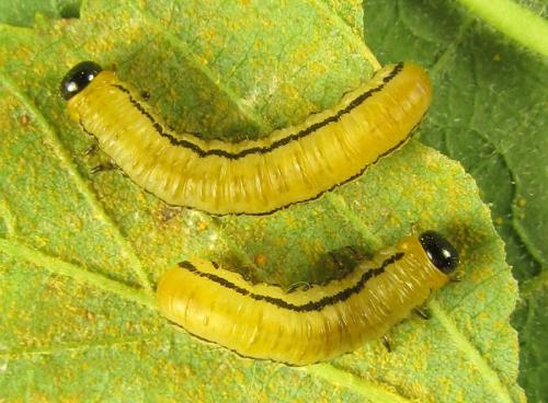 Réf. 287 662 : Hemichroa crocea