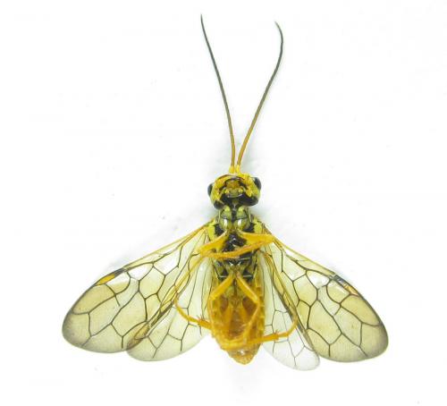 Réf. 287 389 : Cephalcia pallidula