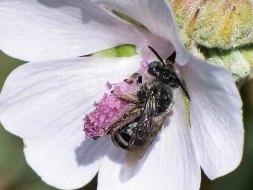 Tetraloniella nana