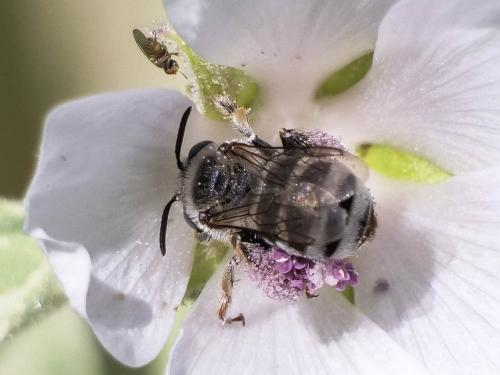Réf. 287 257 : Tetraloniella nana