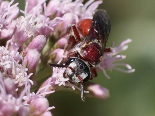 Réf. 287 360 : Sphecodes olivieri