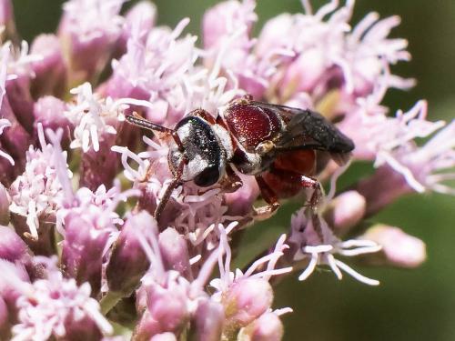 Réf. 287 361 : Sphecodes olivieri