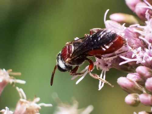 Réf. 287 362 : Sphecodes olivieri