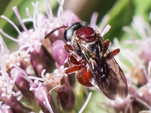 Réf. 287 363 : Sphecodes olivieri