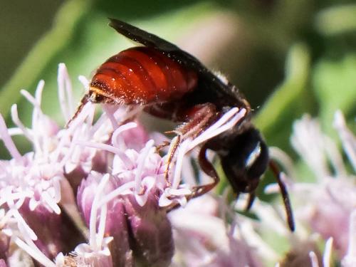 Réf. 287 364 : Sphecodes olivieri