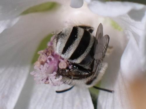 Réf. 287 254 : Tetraloniella nana