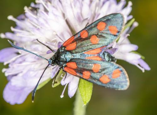 Réf. 287 246 : Zygaena transalpina