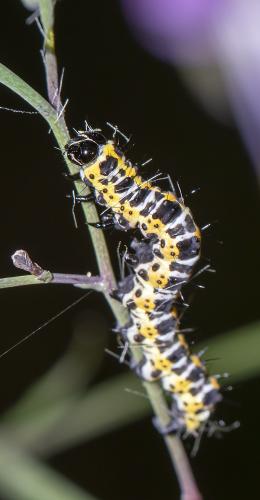 Réf. 287 304 : Cucullia lactucae