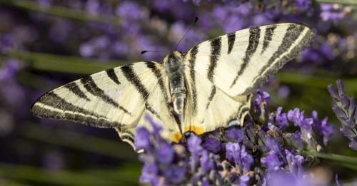 Réf. 287 307 : Iphiclides podalirius