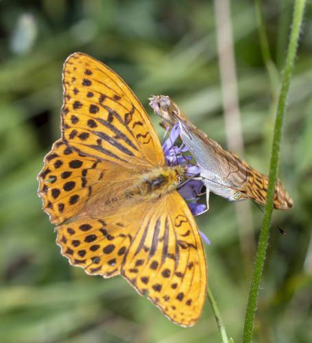 Réf. 287 453 : Argynnis paphia