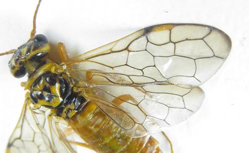 Réf. 287 415 : Cephalcia pallidula