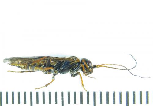 Cephalcia alashanica