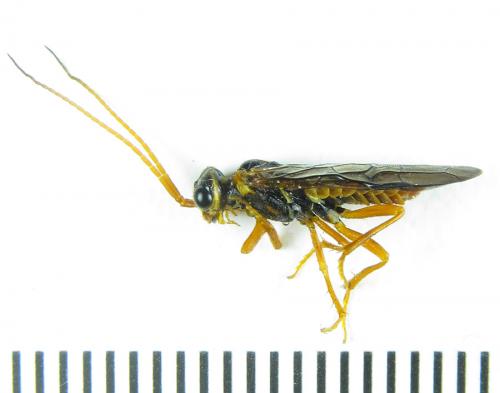 Cephalcia alashanica