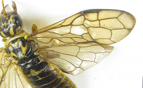 Cephalcia arvensis