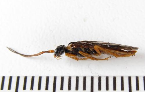 Cephalcia arvensis