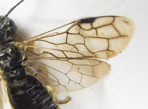 Neurotoma nemoralis