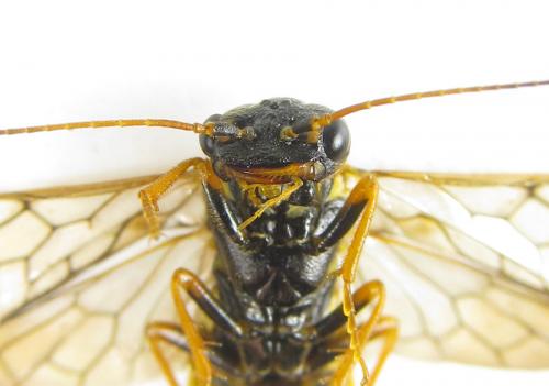 Réf. 287 501 : Cephalcia abietis