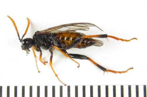 Siobla sturmii
