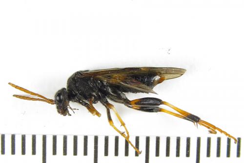 Siobla sturmii