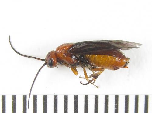 Réf. 287 666 : Hemichroa crocea