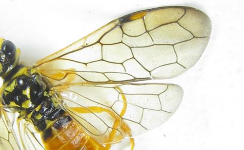 Réf. 287 390 : Cephalcia pallidula