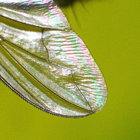 Réf. 287 352 : Phyto melanocephala