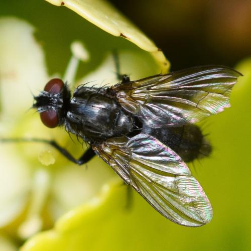 Réf. 287 351 : Phyto melanocephala