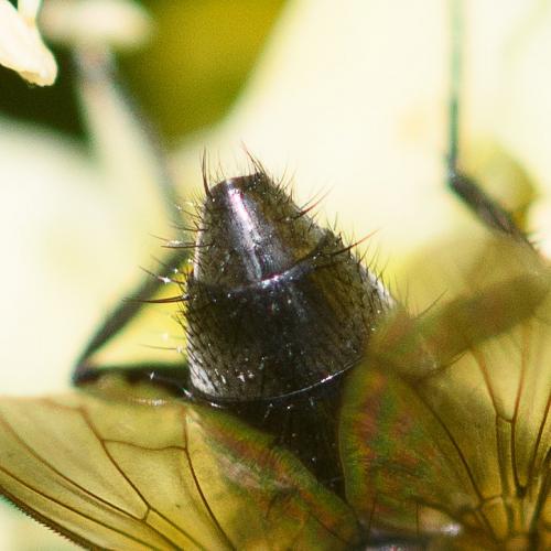 Réf. 287 354 : Phyto melanocephala