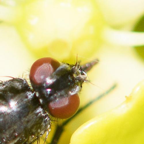 Réf. 287 353 : Phyto melanocephala