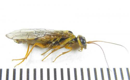 Réf. 287 416 : Cephalcia pallidula