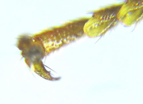 Cephalcia alashanica
