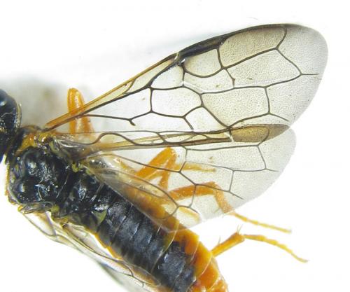 Cephalcia alashanica