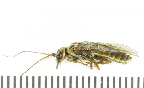 Cephalcia arvensis