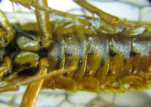 Cephalcia arvensis