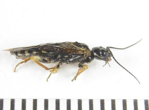 Neurotoma nemoralis
